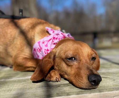 VARLEY - Dachshund available for adoption