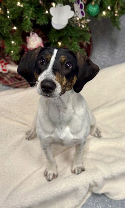 BUNNY BURKETT - Hound available for adoption