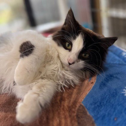 ROSALIE - Domestic Long Hair available for adoption