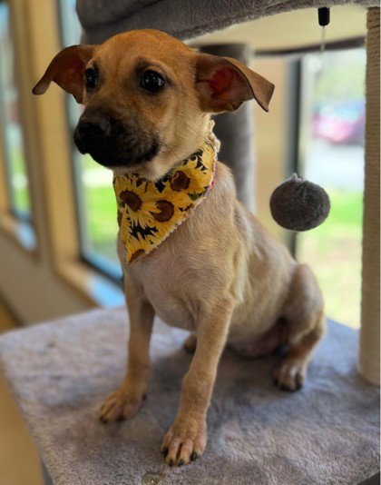 LEAH - Dachshund available for adoption