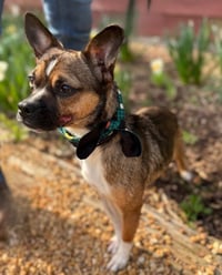 Miss Molly - Photo 1