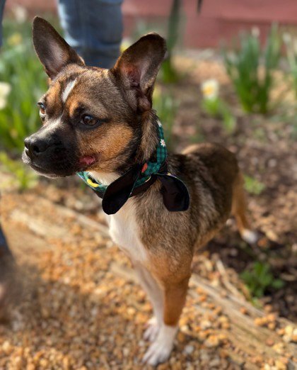 MISS MOLLY - Chihuahua available for adoption