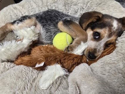 PHOENIX - Australian Cattle Dog/Blue Heeler available for adoption