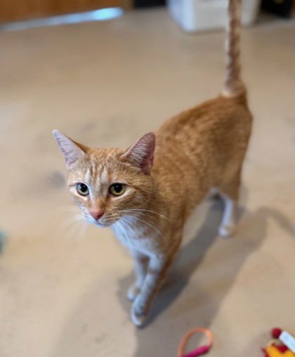 NEYTIRI - Domestic Short Hair available for adoption