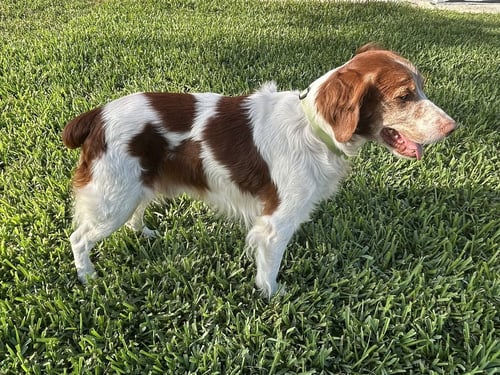 FL/FLASH & COOPER (BONDED PAIR) - Brittany available for adoption