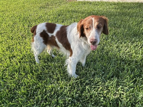 FL/FLASH & COOPER (BONDED PAIR) - Brittany available for adoption