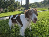 FL/Flash & Cooper (Bonded pair) - Photo 3
