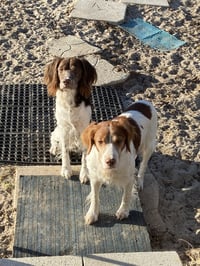 FL/Flash & Cooper (Bonded pair) - Photo 4