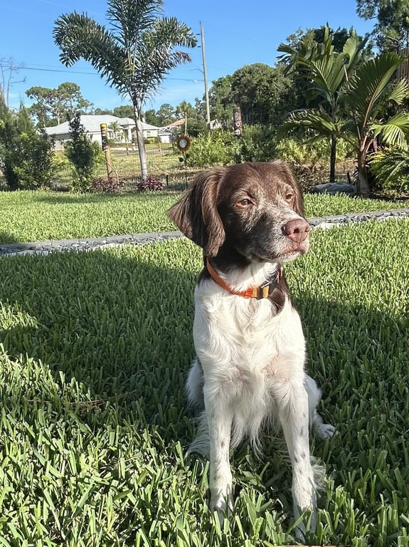FL/Cooper & Flash (Bonded Pair) Image