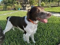 FL/Cooper & Flash (Bonded Pair) - Photo 2