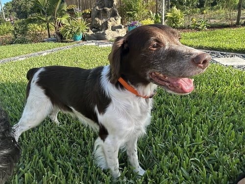 FL/COOPER & FLASH (BONDED PAIR) - Brittany available for adoption