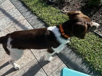 FL/Cooper & Flash (Bonded Pair) - Photo 3