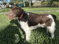 FL/Cooper & Flash (Bonded Pair) - Photo 4