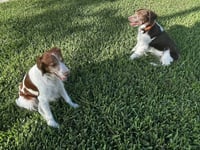 FL/Cooper & Flash (Bonded Pair) - Photo 7