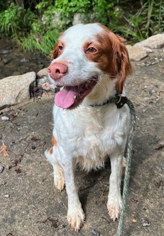 TN/DOTTIE - Brittany available for adoption