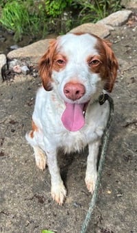 TN/Dottie - Photo 2