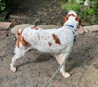 TN/Dottie - Photo 3
