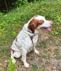 TN/Dottie - Photo 4