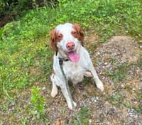 TN/Dottie - Photo 5