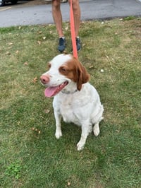 TN/Dottie - Photo 6