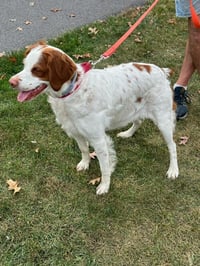 TN/Dottie - Photo 7