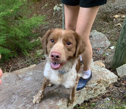 VA/JAYCE - Brittany / Australian Shepherd available for adoption