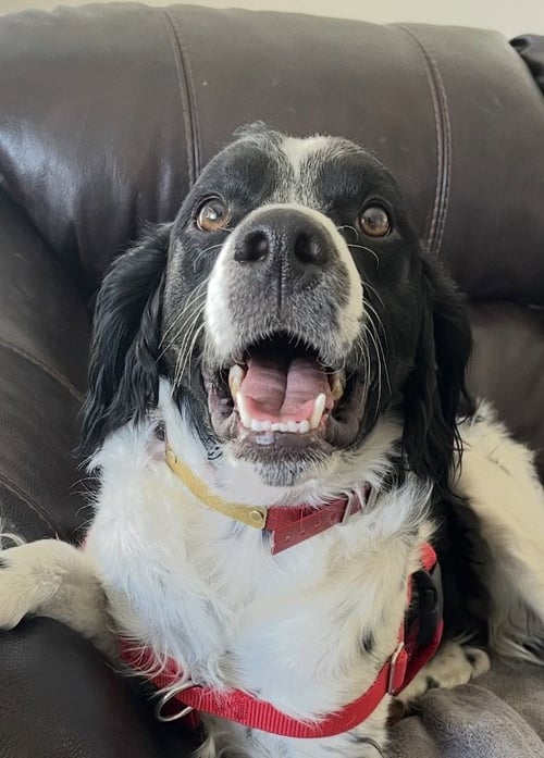 CO/OZZIE JONES - Brittany / French Brittany available for adoption