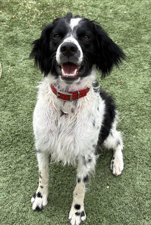 CO/OZZIE JONES - Brittany / French Brittany available for adoption