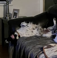 CO/Ozzie Jones - Photo 4