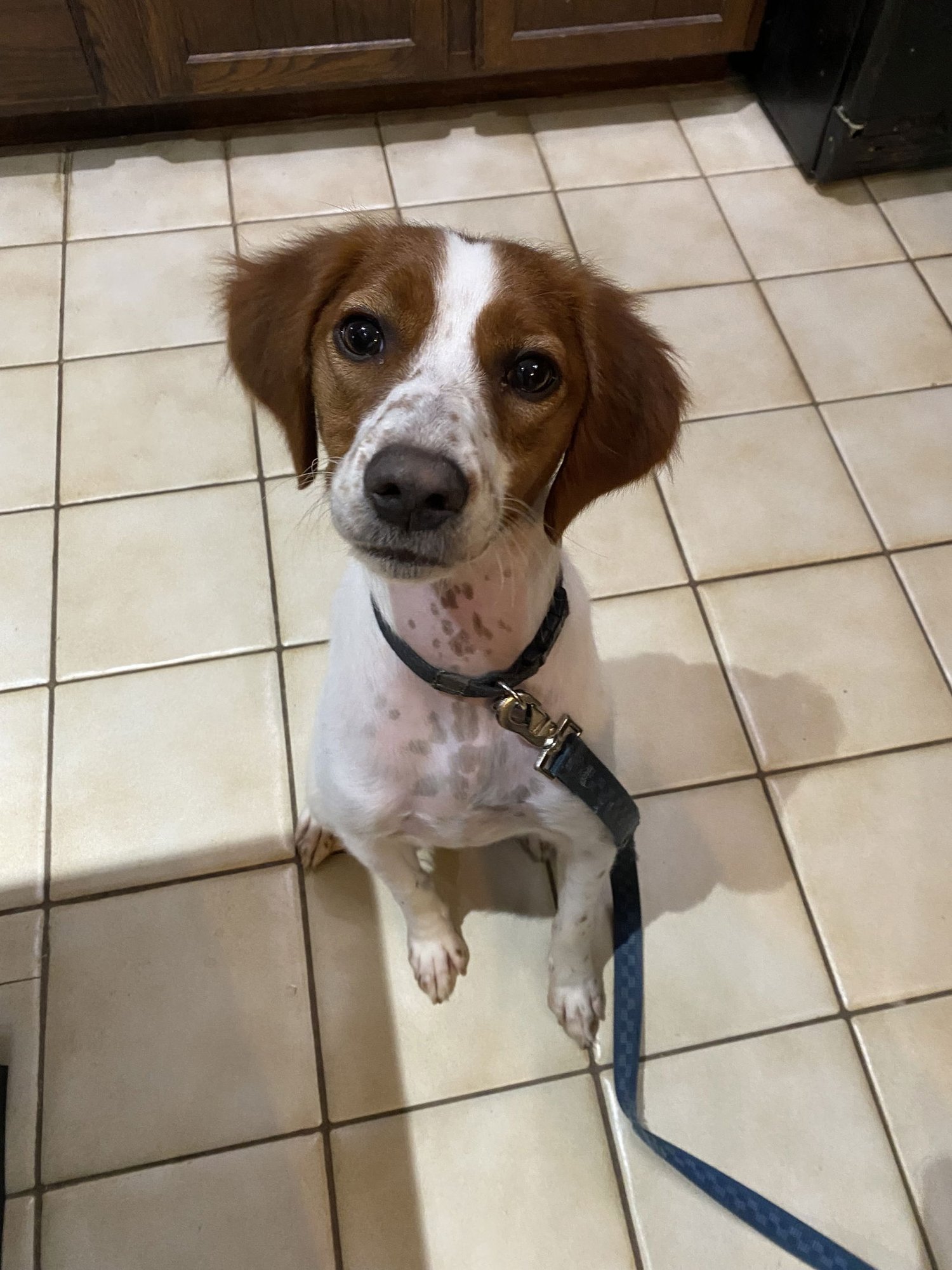 MI/DEE - French Brittany available for adoption