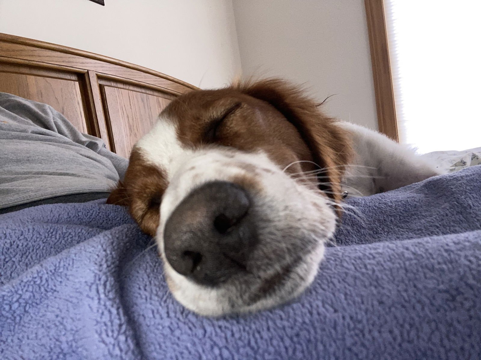 MI/DEE - French Brittany available for adoption