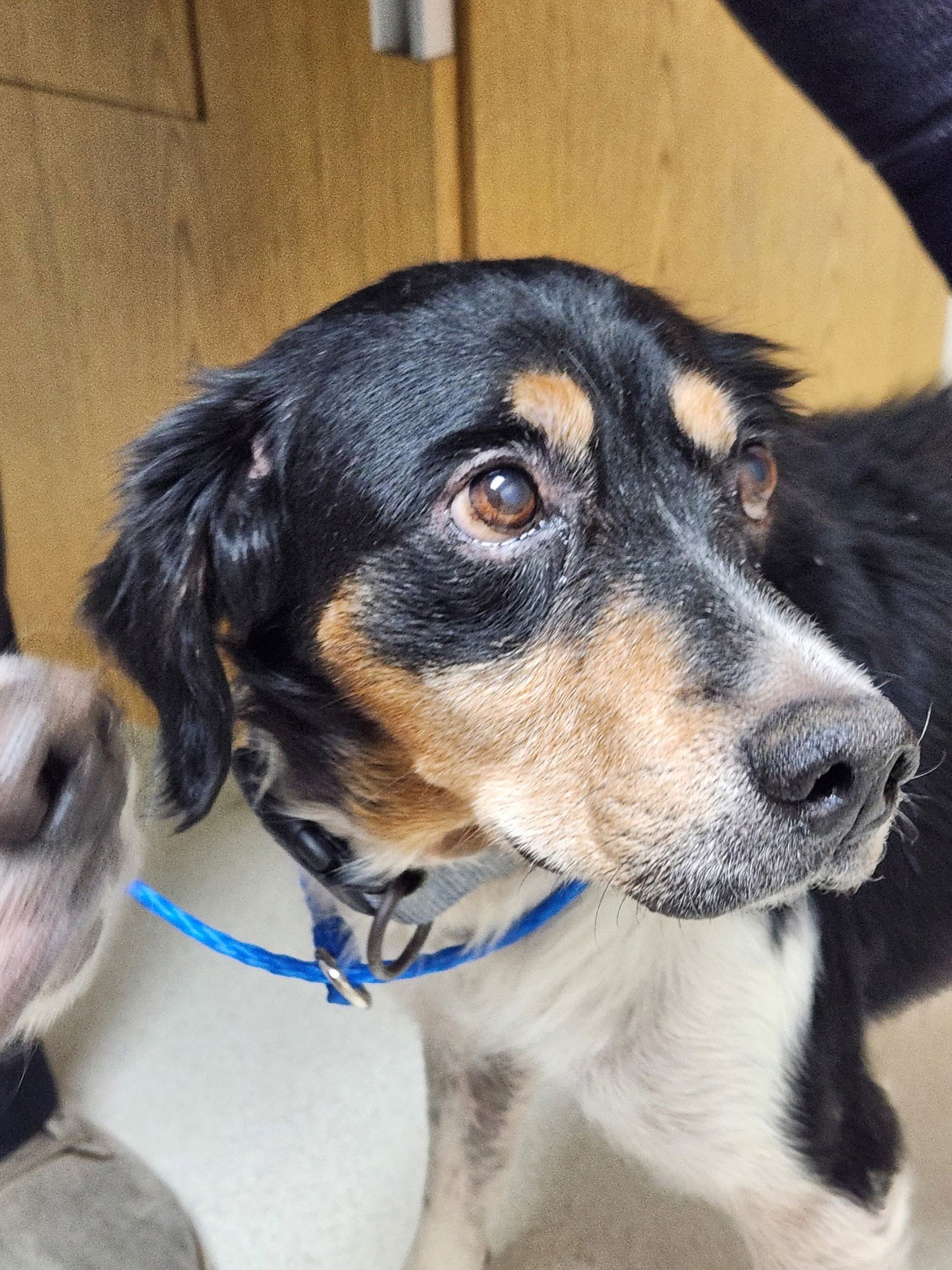 GA/JIMMY & JIMBO - Brittany available for adoption