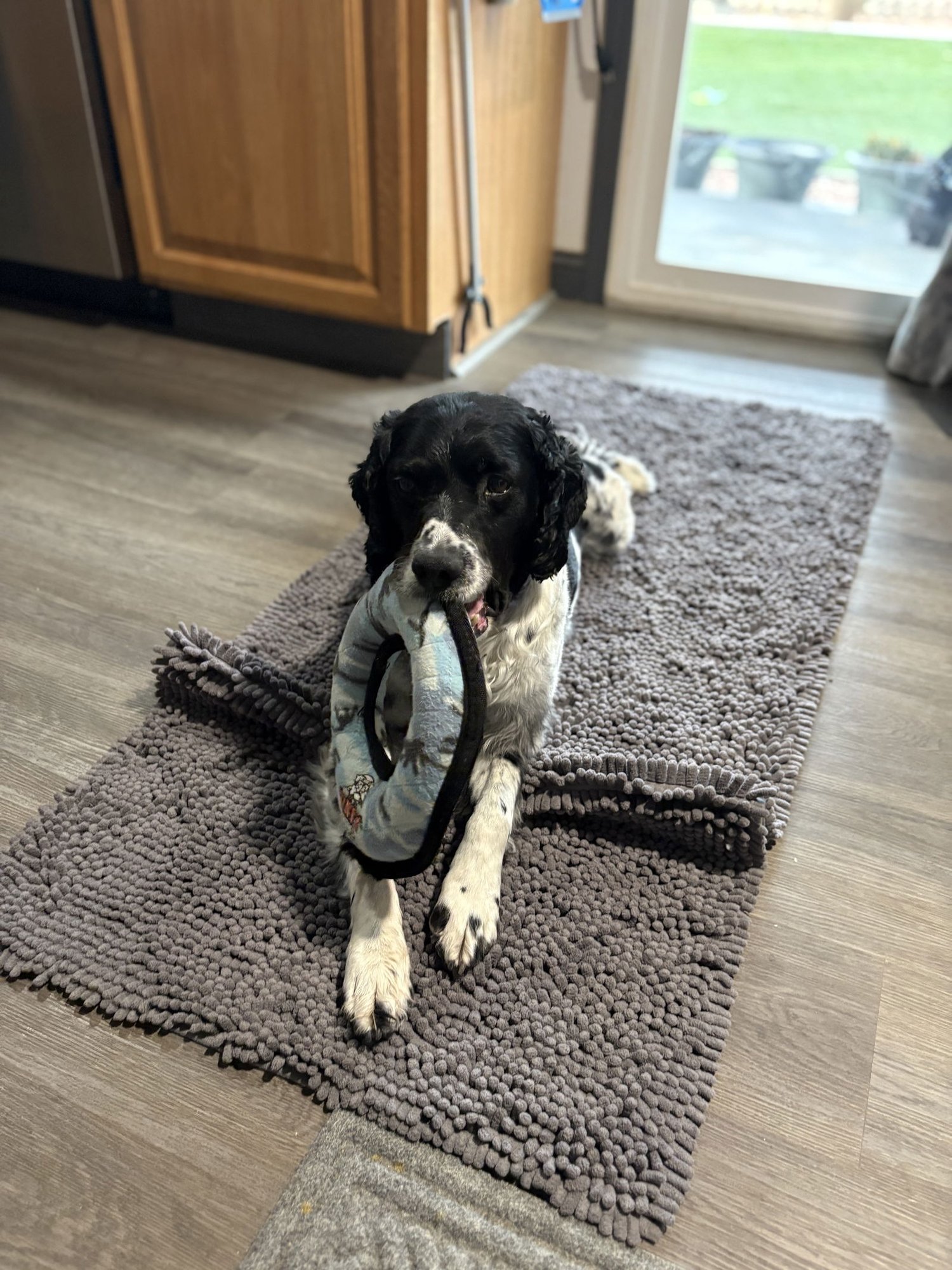 CO/MONTY - French Brittany available for adoption