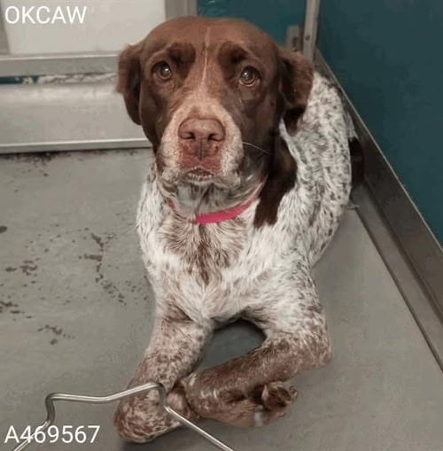 OK/GABBY SUE - Brittany / German Shorthaired Pointer available for adoption