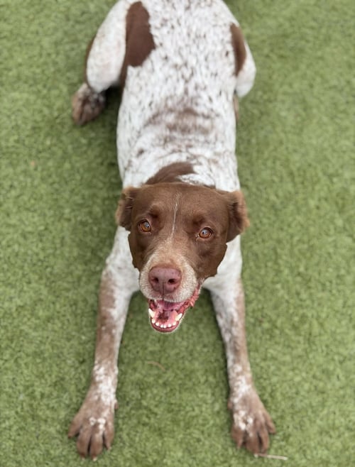 OK/GABBY SUE - Brittany / German Shorthaired Pointer available for adoption