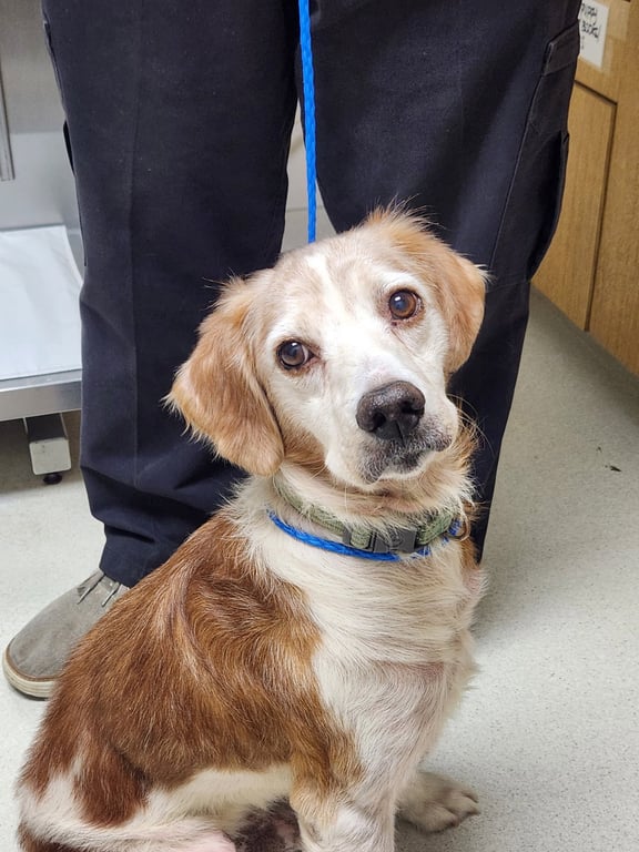 GA/Jimbo & Jimmy (Bonded Pair) Image