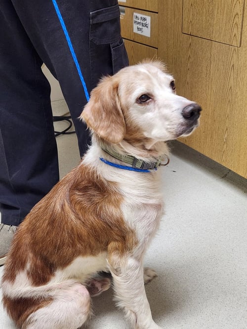 GA/JIMBO & JIMMY (BONDED PAIR) - Brittany available for adoption