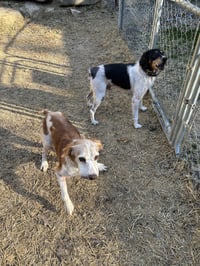GA/Jimbo & Jimmy (Bonded Pair) - Photo 3