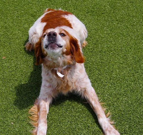 OK/JACK FLASH (KS) - Brittany available for adoption