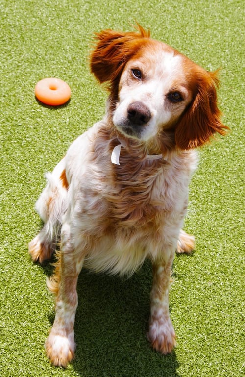 OK/JACK FLASH (KS) - Brittany available for adoption