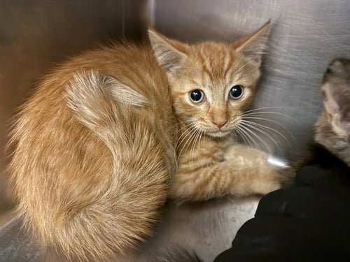 LAKE CLARK - Domestic Short Hair available for adoption