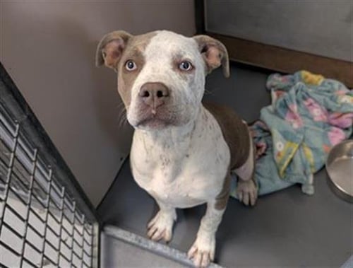 ACADIA