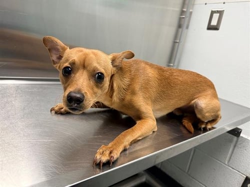 ARCHES - Chihuahua available for adoption