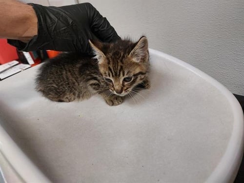 DRY TORTUGAS - Domestic Short Hair available for adoption
