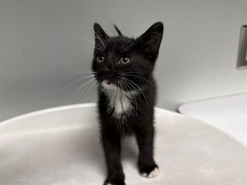CHANNEL ISLANDS - Domestic Short Hair available for adoption