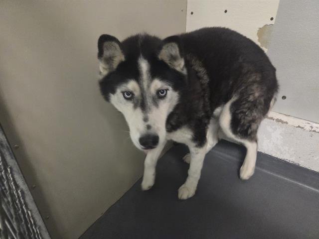 WILEYWALLABY - Siberian Husky available for adoption