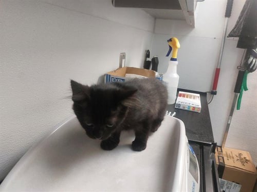 CANYONBROOK - Domestic Short Hair available for adoption