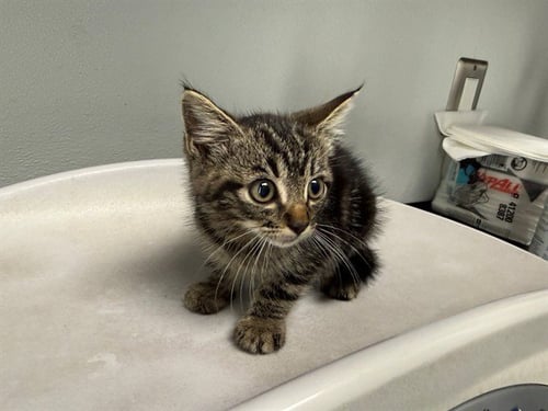 DRIFT - Domestic Short Hair available for adoption