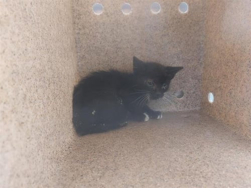 MOONRIDGE - Domestic Short Hair available for adoption