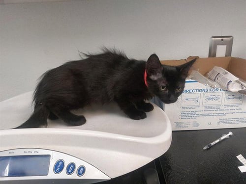 CANYONWIND - Domestic Short Hair available for adoption